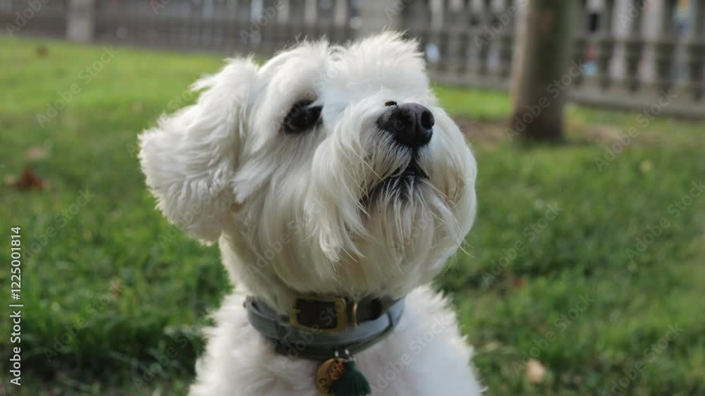 White poodle dog walking, Adorable White Dog Posing in a Natural Setting Surrounded by a Lush and Beautiful Background White poodle dog walking, Adorable White Dog Posing in a Natural Setting Surrounded by a Lush and Beautiful Background