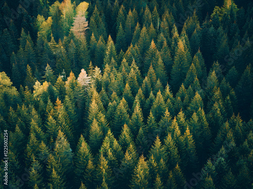 Aerial or Drone View of Dense Evergreen Forests in Lush Green Vibrant Nature photo