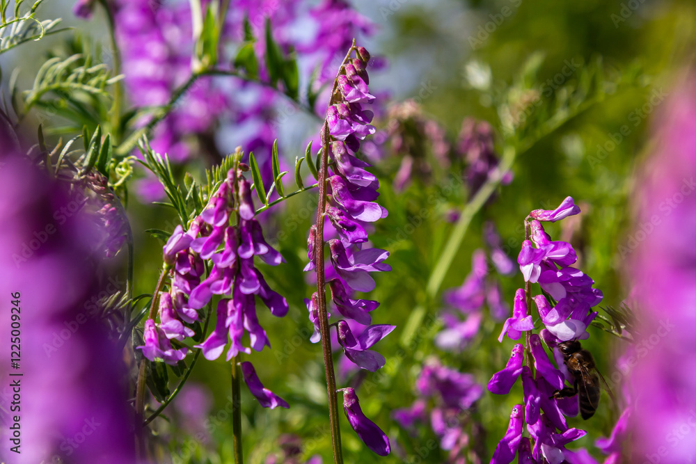 Vetch, vicia cracca valuable honey plant, fodder, and medicinal plant. Fragile purple flowers background. Woolly or Fodder Vetch blossom in spring garden