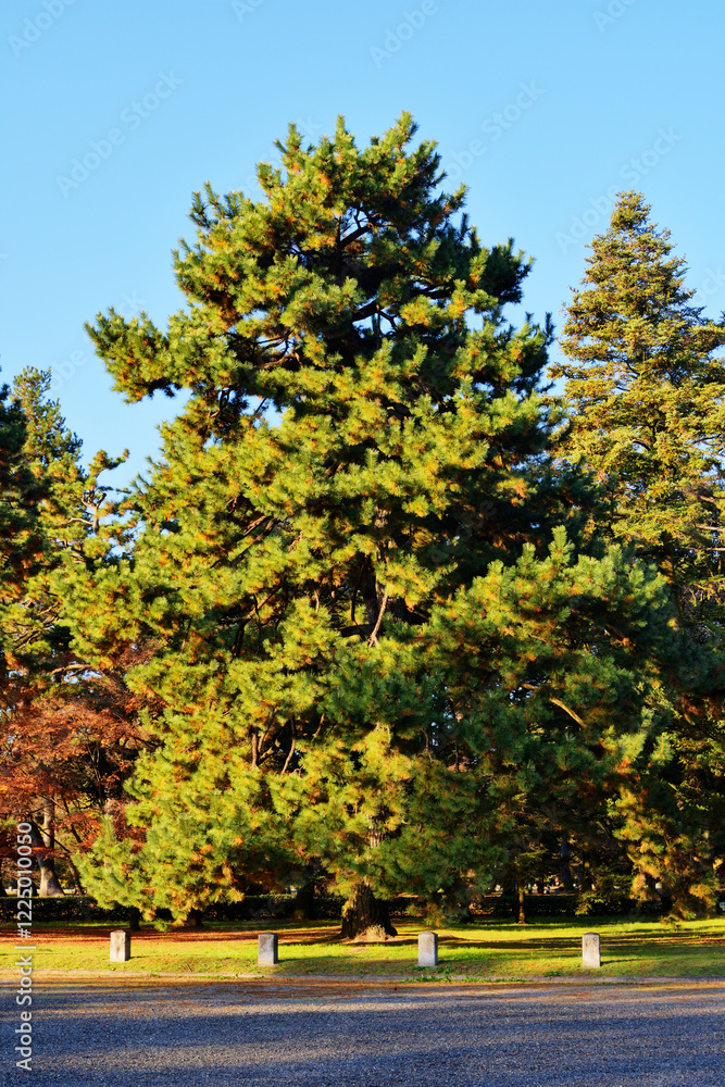 Fototapeta premium 京都御苑の松