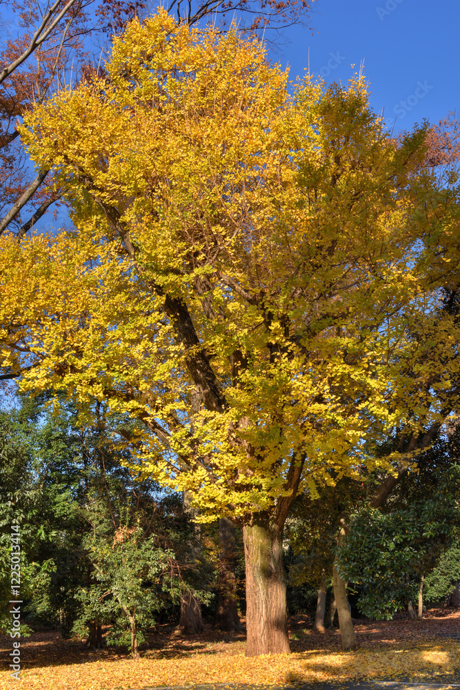 Naklejka premium 京都御苑の銀杏