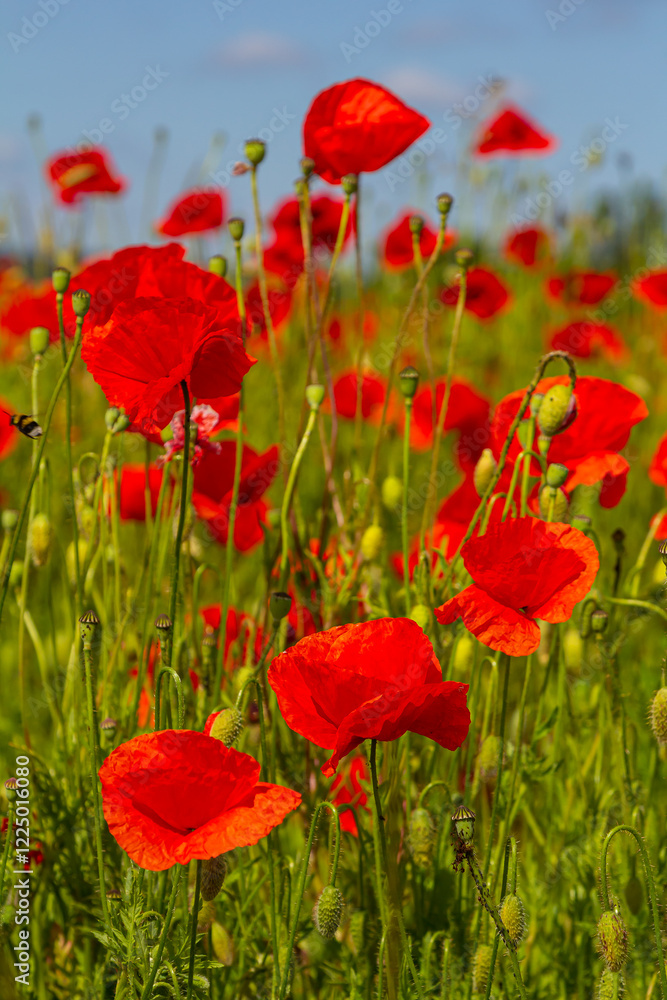 Obraz premium Papaver rhoeas or common poppy, red poppy is an annual herbaceous flowering plant in the poppy family, Papaveraceae, with red petals