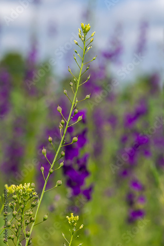 Camelina microcarpa, Brassicaceae. Wild plant shot in spring photo