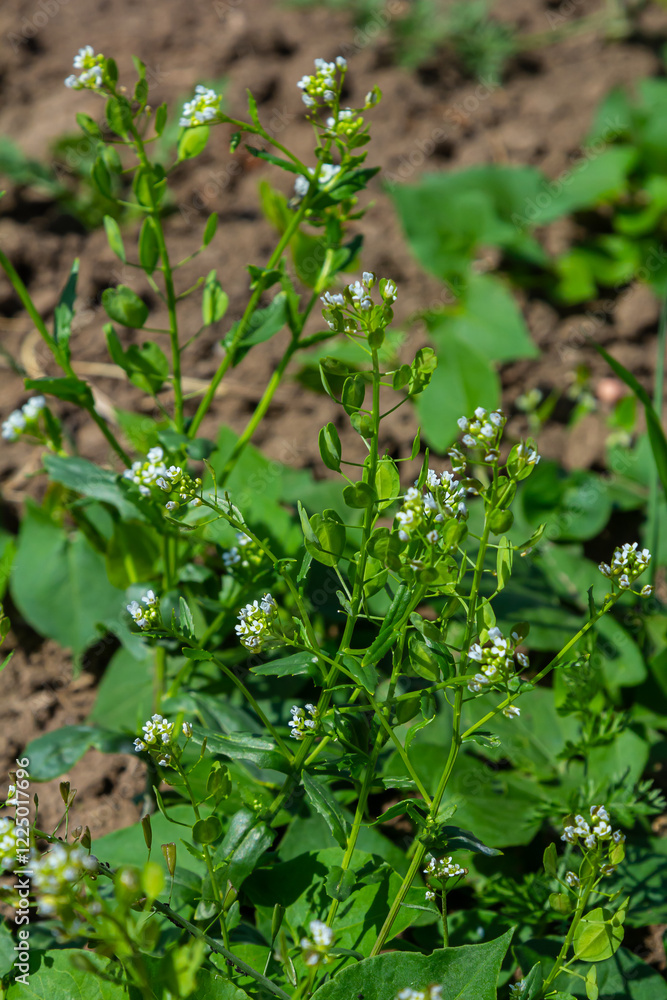 In nature, Thlaspi arvense grows among wild grasses In nature, Thlaspi arvense grows among wild grasses