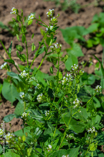 In nature, Thlaspi arvense grows among wild grasses photo