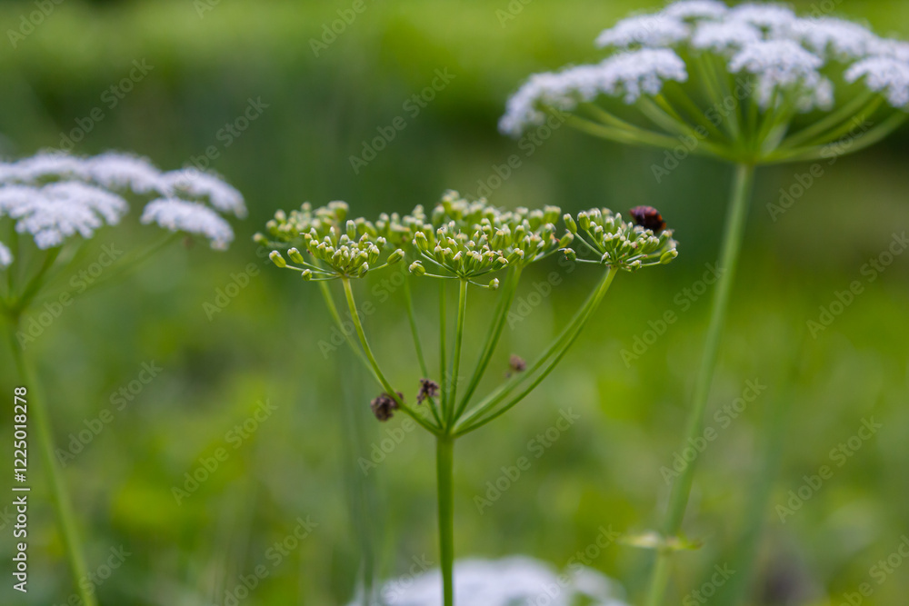 Naklejka premium white inflorescence and green leaves of Aethusa cynapium plant
