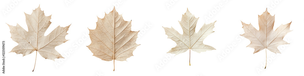 Fototapeta premium Beautifully arranged collection of various shaped and colored autumn maple leaves scattered on a plain white background The dried crisp leaves in shades of yellow green and brown create a natural