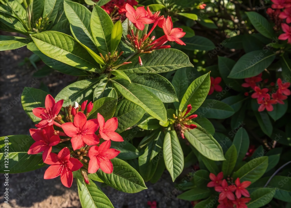 Vibrant Red Summer Flowers & Lush Green Leaves - Drone Aerial View Phone Wallpaper Vibrant Red Summer Flowers & Lush Green Leaves - Drone Aerial View Phone Wallpaper