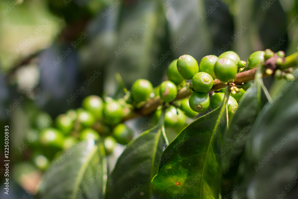 Fresh green coffee beans on a branch of a coffea, Colombia, Manizales. Fresh green coffee beans on a branch of a coffea, Colombia, Manizales.