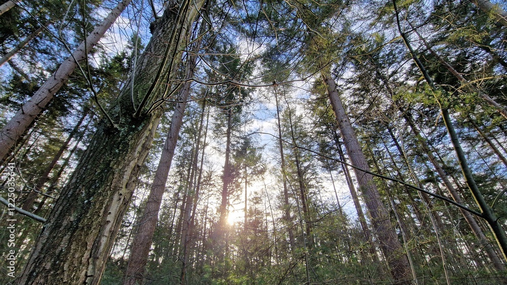 Fototapeta premium sun through the trees