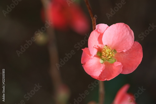 Chaenomeles Japonica (japanese quince) flowers in spring photo