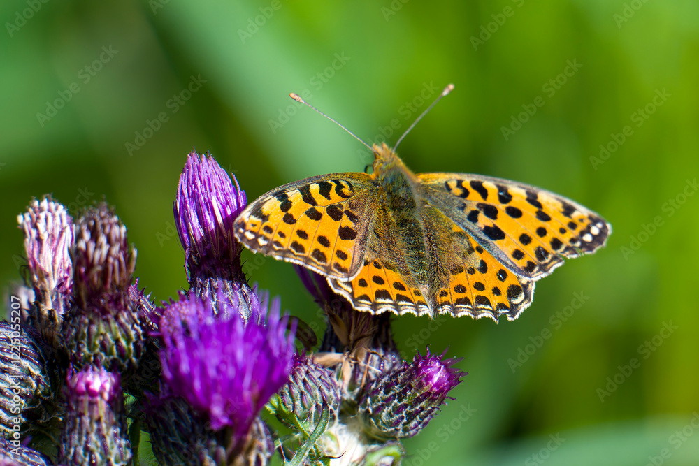 Obraz premium Kleiner Perlmuttfalter (Issoria lathonia) auf einer Distel 