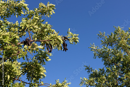 Ripe carob fruit pods on the tree, Ria Formosa, Natural Park, Algarvec Ceratonia siliqua photo