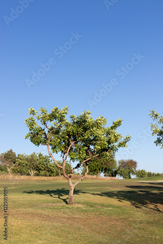 Konstfotografi Carob tree on the golf course, Cacela Velha, Algarve