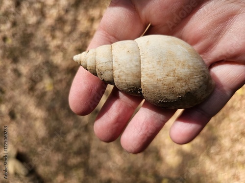 Conchiglia raccolta in Benin, Africa