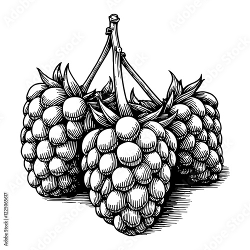 Three Raspberries Hanging with Detailed Black and White Outline Line Art Drawing