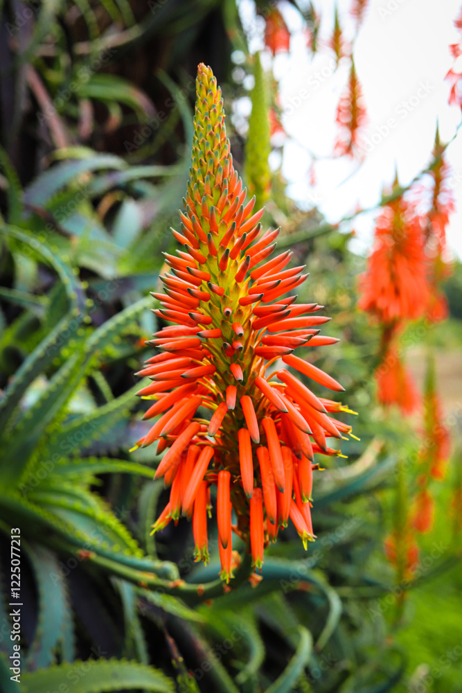 Blossom aloe vera on Madeira.