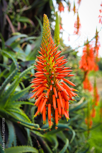 Obraz na płótnie Blossom aloe vera on Madeira.
w salonie