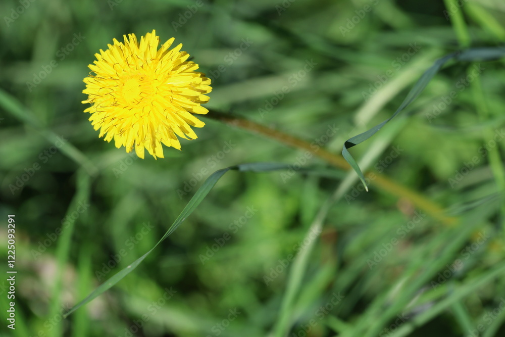 close up of dandelion (Taraxacum officinale) flower