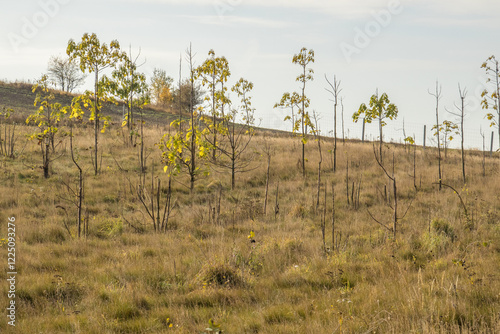 Bilde på lerret cultivation of oxytree in temperate climate, paulownia, energy crops, energy cro