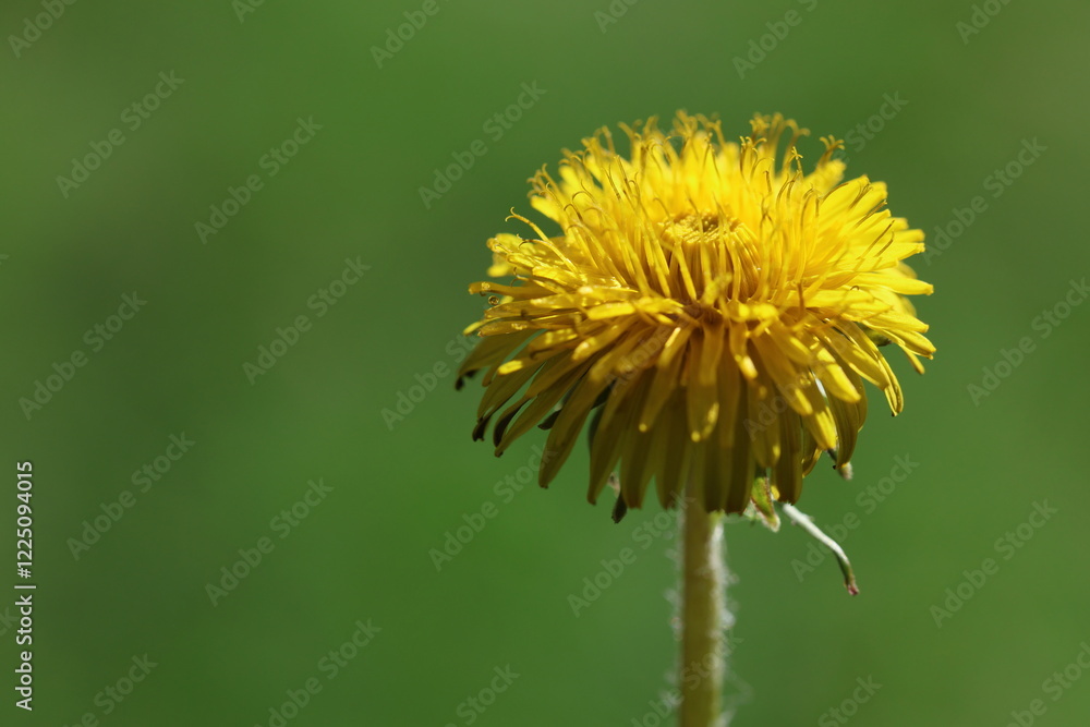 close up of dandelion (Taraxacum officinale) flower