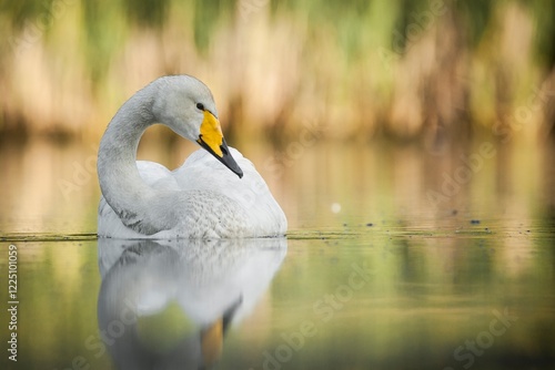 whooper swan on the water cygnus cygnus, beak, neck, head, portrait, appearance, in the wild, beautiful, background