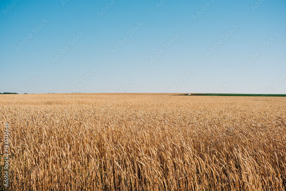 custom made wallpaper toronto digitalWheat filed in the summer harvest bread flour source farming agriculture