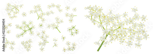 Elderberry flower or Sambucus nigra isolated on a white background.