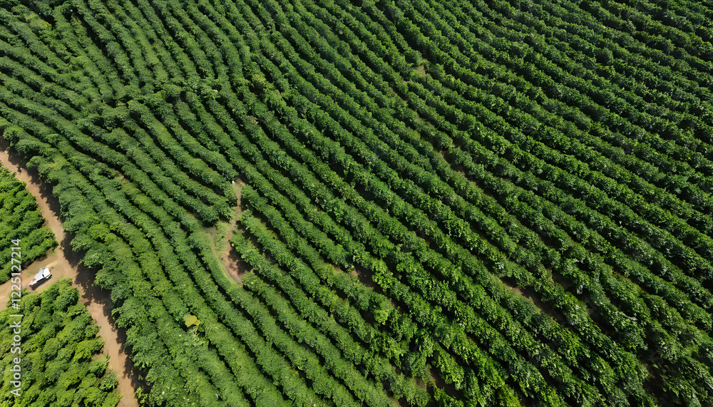 Aerial drone view of a green coffee field Aerial drone view of a green coffee field