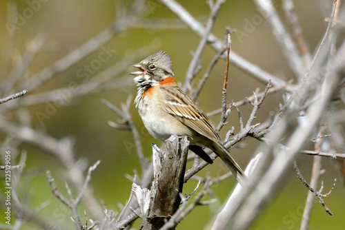 Sparrow bird chirps on a branch in chilean patagonia
