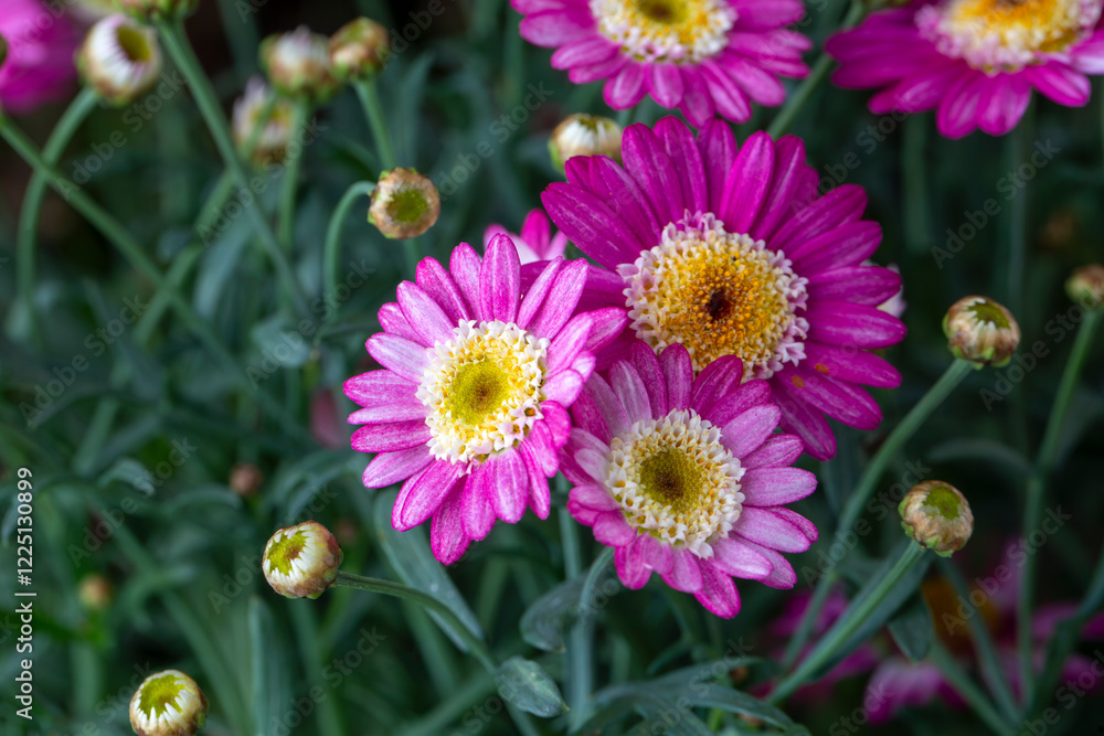 Argyranthemens madeira crowned ivory. Also known as Marguerite Daisy flower. Argyranthemens madeira crowned ivory. Also known as Marguerite Daisy flower.