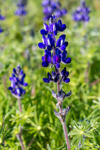 Lupinus pilosus is a species of edible flowering plant from the Fabaceae family that grows in Mediterranean shrublands. photo