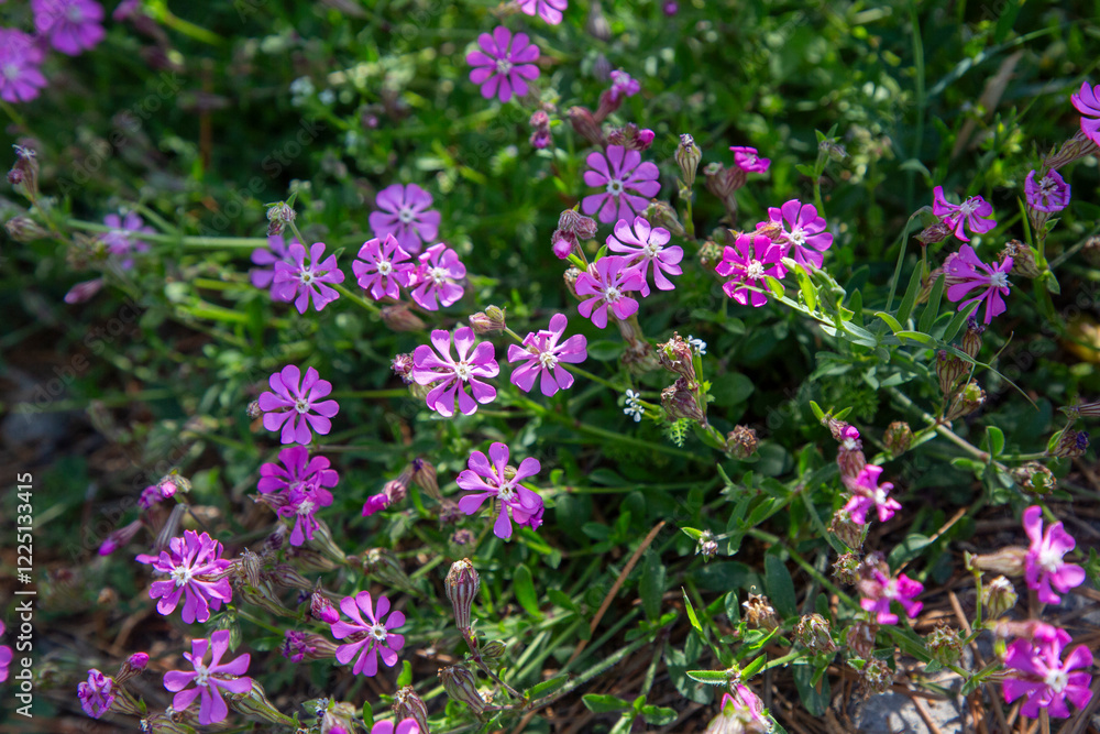 A plant with wild endemic pink flowers. Scientific name; Silene colorata A plant with wild endemic pink flowers. Scientific name; Silene colorata