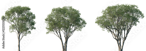 Set of Salix caroliniana (commonly known as the coastal plain willow) isolated png in sunny daylight on a transparent background perfectly cutout photo