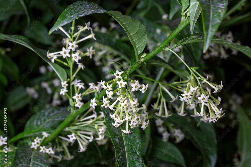 Cestrum nocturnum or Night Blooming Jasmine, the plant wich have scent in the night