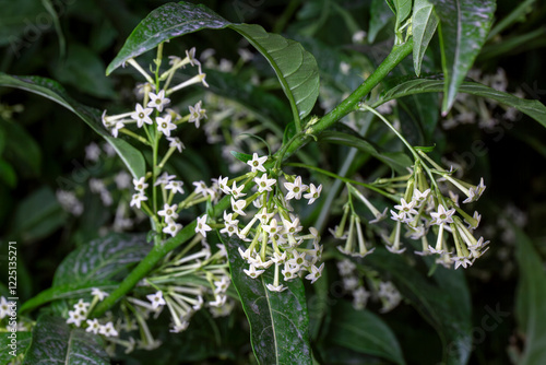 Obraz na płótnie Cestrum nocturnum or Night Blooming Jasmine, the plant wich have scent in the night w salonie
