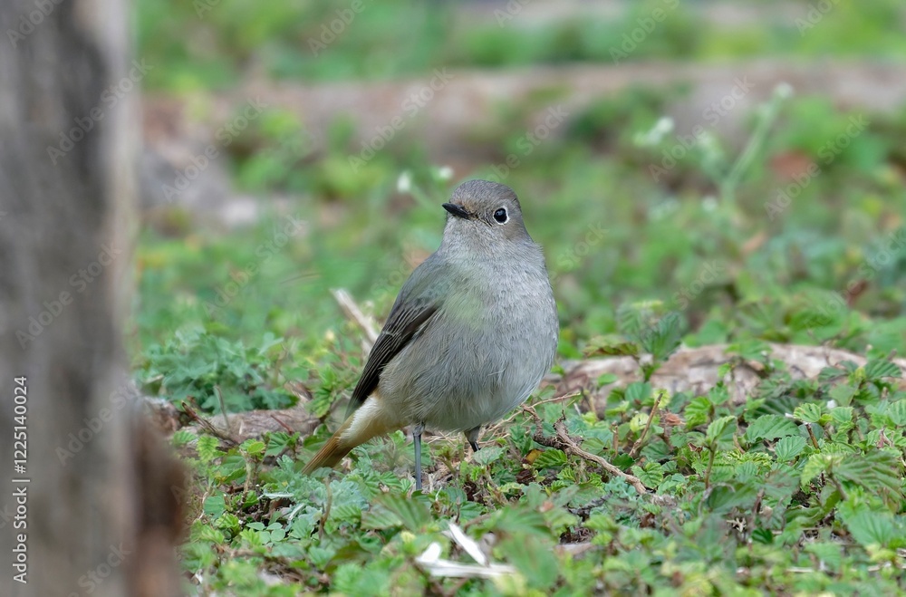 Obraz premium Peach flower