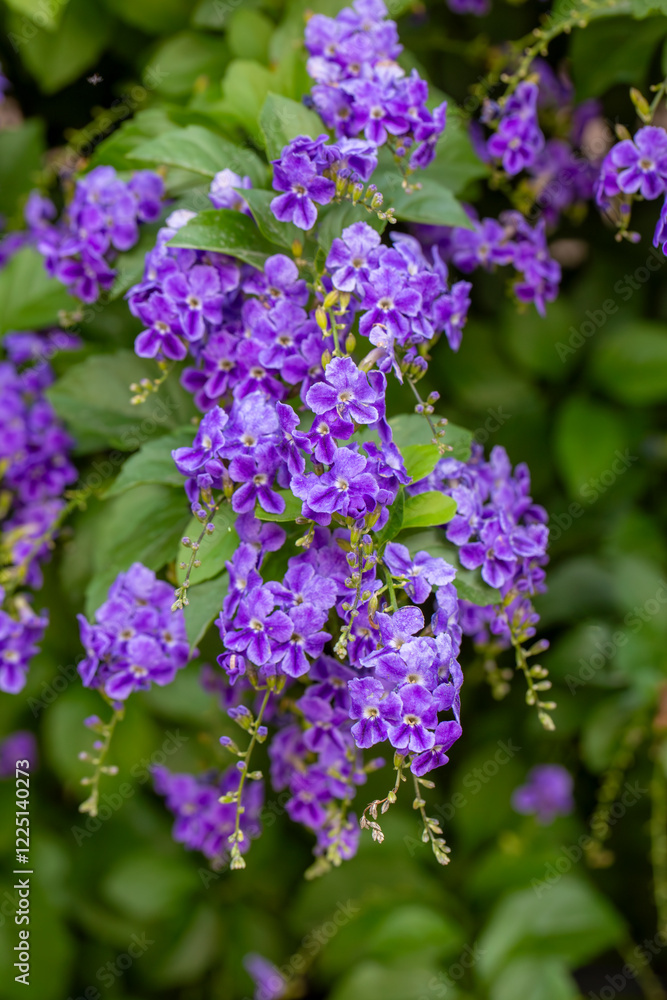 Golden Dewdrop ,Duranta Repens, violet flower Golden Dewdrop ,Duranta Repens, violet flower