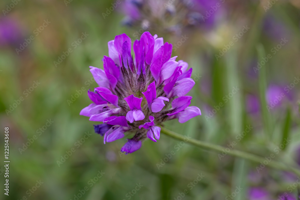 Arabian pea - Bituminaria bituminosa - purple flower Arabian pea - Bituminaria bituminosa - purple flower