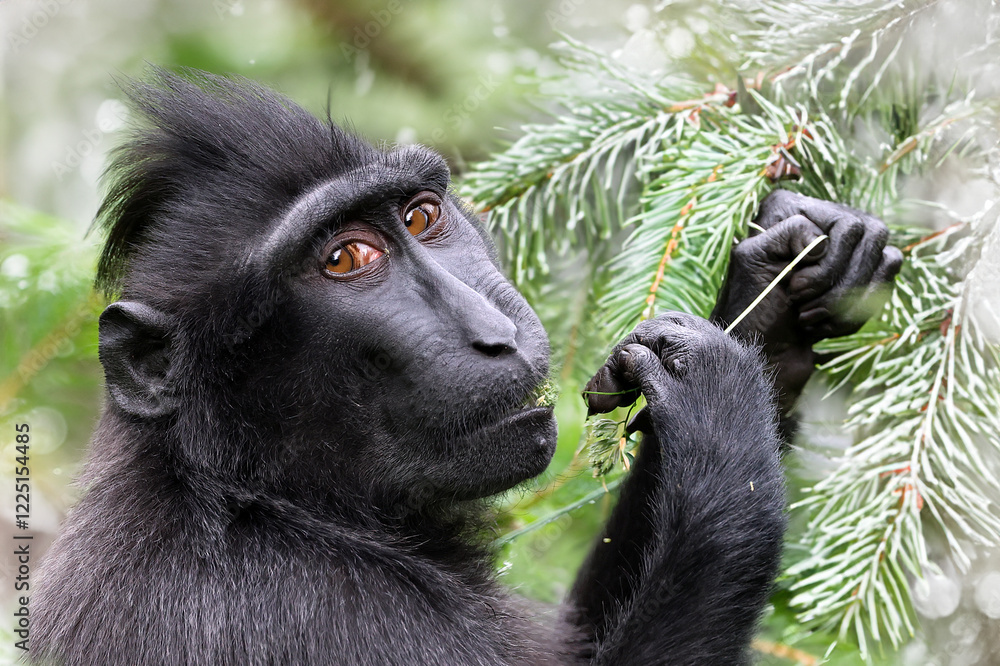 Crested Macaque standing by tree in forest
