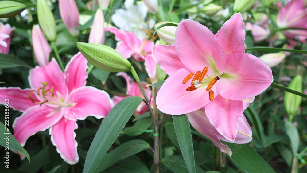 Pink Lily Flower. Close-up of Beautiful Pink Lily Flower with Stamens and Anthers Stamens and Anthers and Spikes at the Base of its Petals in a Garden with Copy Space. Selective Focus Pink Lily Flower. Close-up of Beautiful Pink Lily Flower with Stamens and Anthers Stamens and Anthers and Spikes at the Base of its Petals in a Garden with Copy Space. Selective Focus