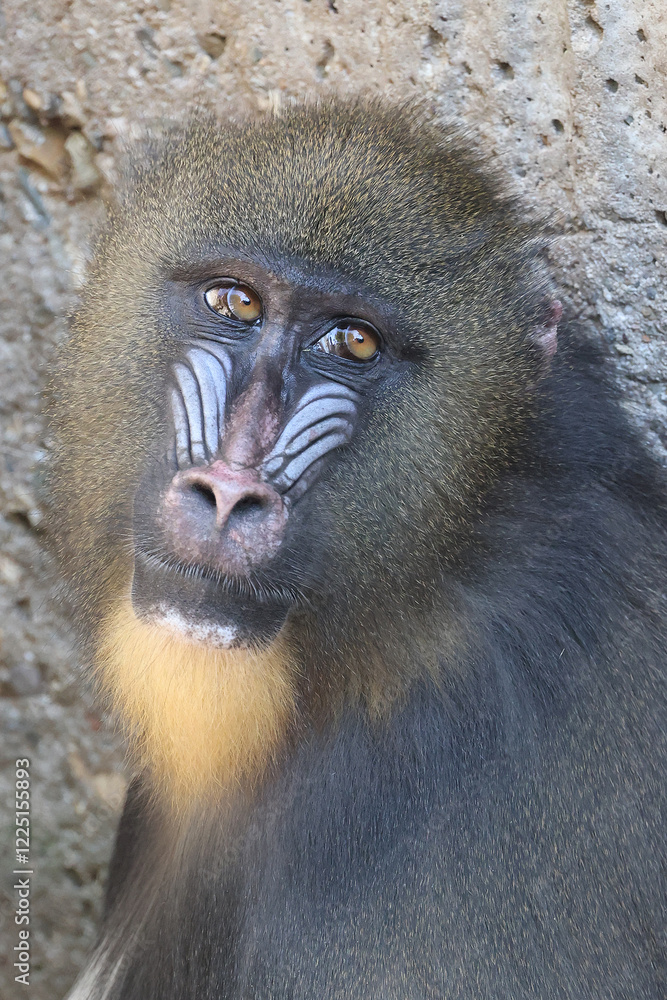 portrait of a mandrill (Mandrillus sphinx)