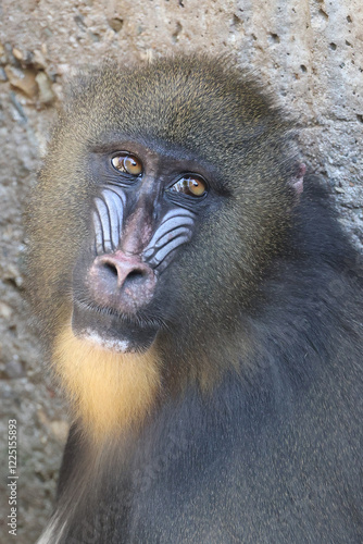 Obraz na płótnie portrait of a mandrill (Mandrillus sphinx) w salonie