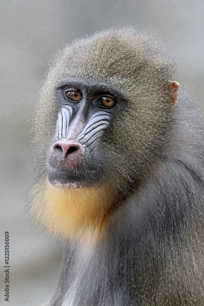 portrait of a mandrill (Mandrillus sphinx)