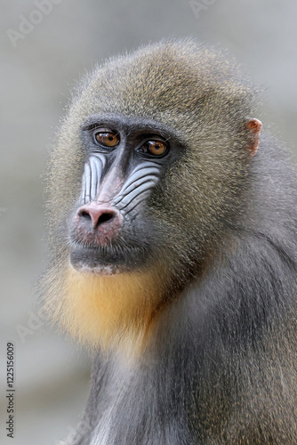 Obraz na płótnie portrait of a mandrill (Mandrillus sphinx) w salonie
