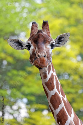 Obraz na płótnie Reticulated giraffe (Giraffa reticulata) looking at camera w salonie