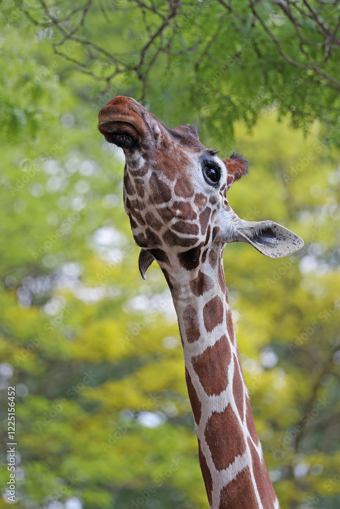 Reticulated giraffe (Giraffa reticulata) eating leaves from tree