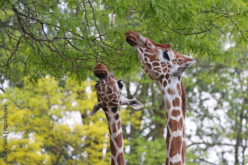 Reticulated giraffe (Giraffa reticulata) eating leaves from tree