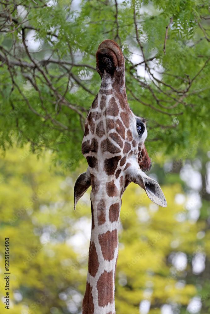 Reticulated giraffe (Giraffa reticulata) eating leaves from tree