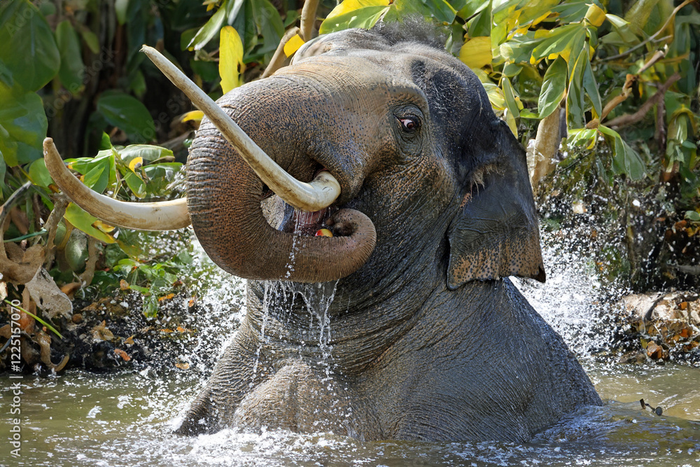 cute elephant bathing in water, nature